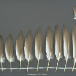 alkor-sillgrissla-1