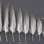 ovriga-stormfagel-1