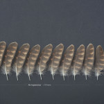 rovfaglar-stenfalk-9