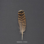 honsfaglar-orre-3