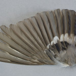 tattingar-domherre-3